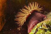 Beadlet anemone (Actinia equina), France