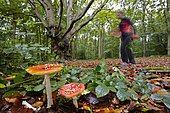 Fly agarics (Amanita muscaria) in forest and walker, France