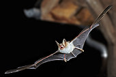 Mouse-eared bat (Myotis myotis) in night city in flight, France