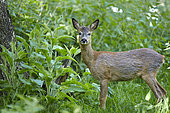 Roed deer (Capreolus capreolus) in spring, France