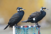 Great Cormorants (Phalacrocorax carbo) resting, France