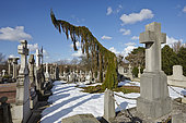 Weeping Giant sequoia (Sequoiadendron giganteum pendulum) in a graveyard in winter, France