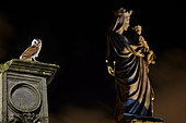 Effraie des clochers (Tyto alba) sur une colonne et statue la nuit, France