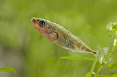 Stickleback (Gasterosteus aculeatus), France