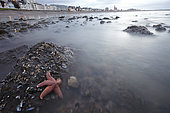 Common Starfish (Asterias rubens) on rock at low tide, France