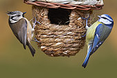 Crested Tit (Lophophanes cristatus) and Blue Tit (Cyanistes caeruleus) on birdhouse rope, Le Havre, Normandy, France