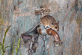 Mulot sylvestre (Apodemus sylvaticus) sur un robinet extérieur, France