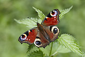 Camberwell Beauty (Inachis io) on nettle (Urtica sp), France