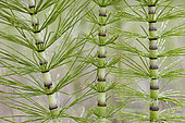 Giant horsetail (Equisetum telmateia), France