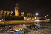 Rat surmulot (Rattus norvegicus) dans un caniveau en ville la nuit, France