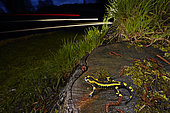 Salamandre terrestre à bandes (Salamandra salamandra terrestris) sur une souche en bord de route la nuit, France
