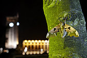 Sphinx du tilleul (Mimas tiliae) sur un tronc en ville la nuit, France