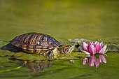 Eared slider (Trachemys scripta elegans) on leaf and flower Water Lily, France