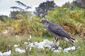 Sparrowhawk (Accipiter nisus) Female with a prey, Autumn, England