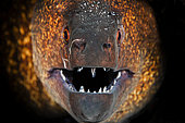 Portrait of Yellow-edged moray (Gymnothorax flavimarginatus), Indian Ocean, Reunion