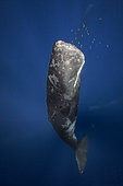 Great Sperm whales (Physeter macrocephalus), Indian Ocean, Mauritius