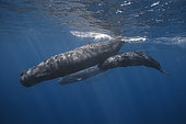Great Sperm whales (Physeter macrocephalus) swimming under the surface, Indian Ocean, Mauritius