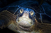 Portrait of Green turtle (Chelonia mydas) underwater, Indian Ocean, Reunion