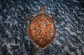 Green turtle (Chelonia mydas) swimming over the bottom, Indian Ocean, Reunion