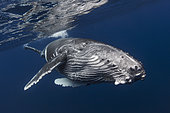 Young Humpback whales (Megaptera novaeangliae) below the surface, Indian Ocean, Reunion