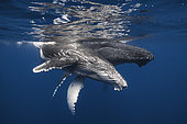 Humpback whales (Megaptera novaeangliae) and young below the surface, Indian Ocean, Reunion