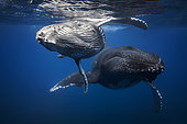 Humpback whales (Megaptera novaeangliae) and young below the surface, Indian Ocean, Reunion