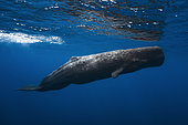 Great Sperm whale (Physeter macrocephalus) swimming under the surface, Indian Ocean, Mauritius
