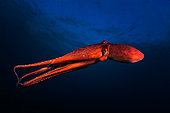 Octopus (Octopus sp) swimming in open water, Reunion Island, Indian Ocean.
