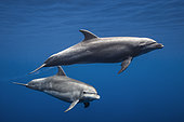 Bottlenose Dolphins (Tursiops truncatus) swimming under the surface, Reunion Island, Indian Ocean