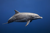 Bottlenose Dolphin (Tursiops truncatus) ambassador, Reunion Island, Indian Ocean