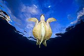 Tortue verte (Chelonia mydas) et Rémora nageant sous la surface au crépuscule, Océan Indien, Baie de N'gouja, Mayotte. Highly commanded UPY 2016
