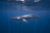 Omura's whale (Balaenoptera omurai) below the surface, Indian Ocean, Nosy Be, Madagascar