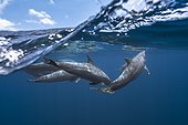 Grands Dauphins de l'Océan Indien (Tursiops aduncus) sous la surface, derrière la barrière de corail, proche de la passe Longonie, Mayotte, Océan Indien
