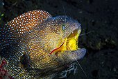 Portrait of Starry Moray (Gymnothorax nudivomer) and cleaner shrimp (Lysmata amboinensis), Indian Ocean, Reunion