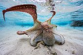 Poulpe (Octopus sp) faisant son 'show' dans le lagon, Mayotte, Océan Indien.