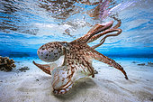 Poulpe (Octopus sp) faisant son 'show' dans le lagon, Mayotte, Océan Indien. Grand prix du UPY 2017 (Underwater Photographer of the year).