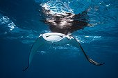 Reef manta ray (Manta alfredi) swimming under surface, Mayotte, Indian Ocean