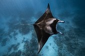 Reef manta ray (Manta alfredi) in lagoon, Mayotte, Indian Ocean