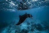 Reef manta ray (Manta alfredi) swimming under surface, Mayotte, Indian Ocean