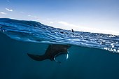 Reef manta ray (Manta alfredi) swimming at the water's surface, Mayotte, Indian Ocean