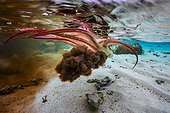 Poulpe (Octopus sp.) crachant son encre dans le lagon, Mayotte, Océan Indien.