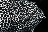 Portrait de Murène léopard (Gymnothorax favagineus), Océan Indien, La Réunion