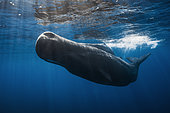 Great Sperm whale (Physeter macrocephalus) swimming under the surface, Indian Ocean, Mauritius