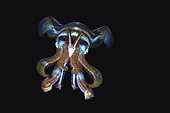Bigfin reef squid (Sepioteuthis lessoniana) swimming at night, Indian Ocean, Reunion