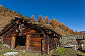 Chalet alpin et Mélèze d’Europe (Larix decidua) en automne, Mayen de Louché, val d’Arolla, canton du Valais, Alpes, Suisse