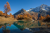 Lac bleu et Mélèze d’Europe (Larix decidua) en automne, val d’Arolla, canton du Valais, Alpes, Suisse