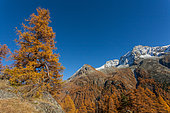 Mélèze d’Europe (Larix decidua) en automne, val d’Arolla, canton du Valais, Alpes, Suisse