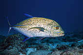 Bluefin trevally (Caranx melampygus) above the bottom, Reunion Island, Indian Ocean