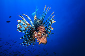 Devil firefish (Pterois miles) in the blue, Mayotte, Indian Ocean