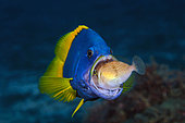 Blue-and-yellow grouper (Epinephelus flavocaeruleus) juvenile swallowing prey, Reunion Island, Indian Ocean